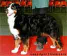 Bernese Qwynta